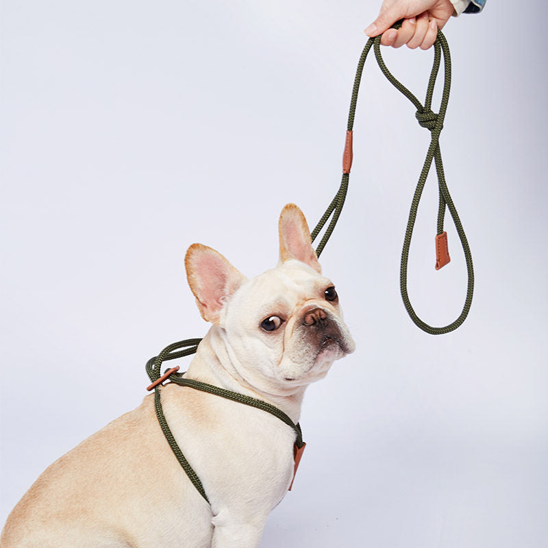 Adjustable Dog Harness & Leash for Walking, 143 cm — QIUOLA | qiuola.com